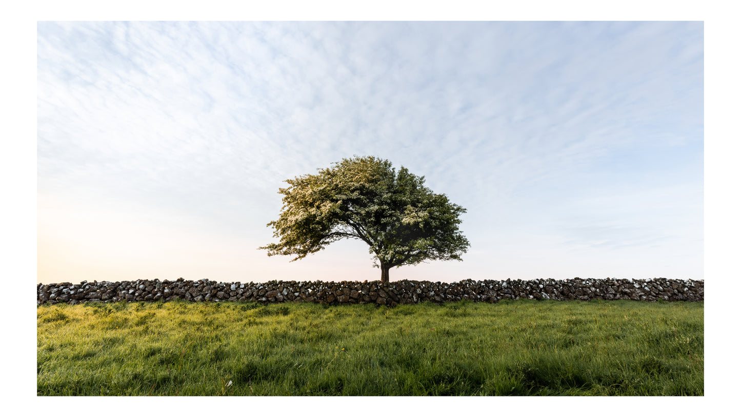'HAWTHORN IN BLOOM'