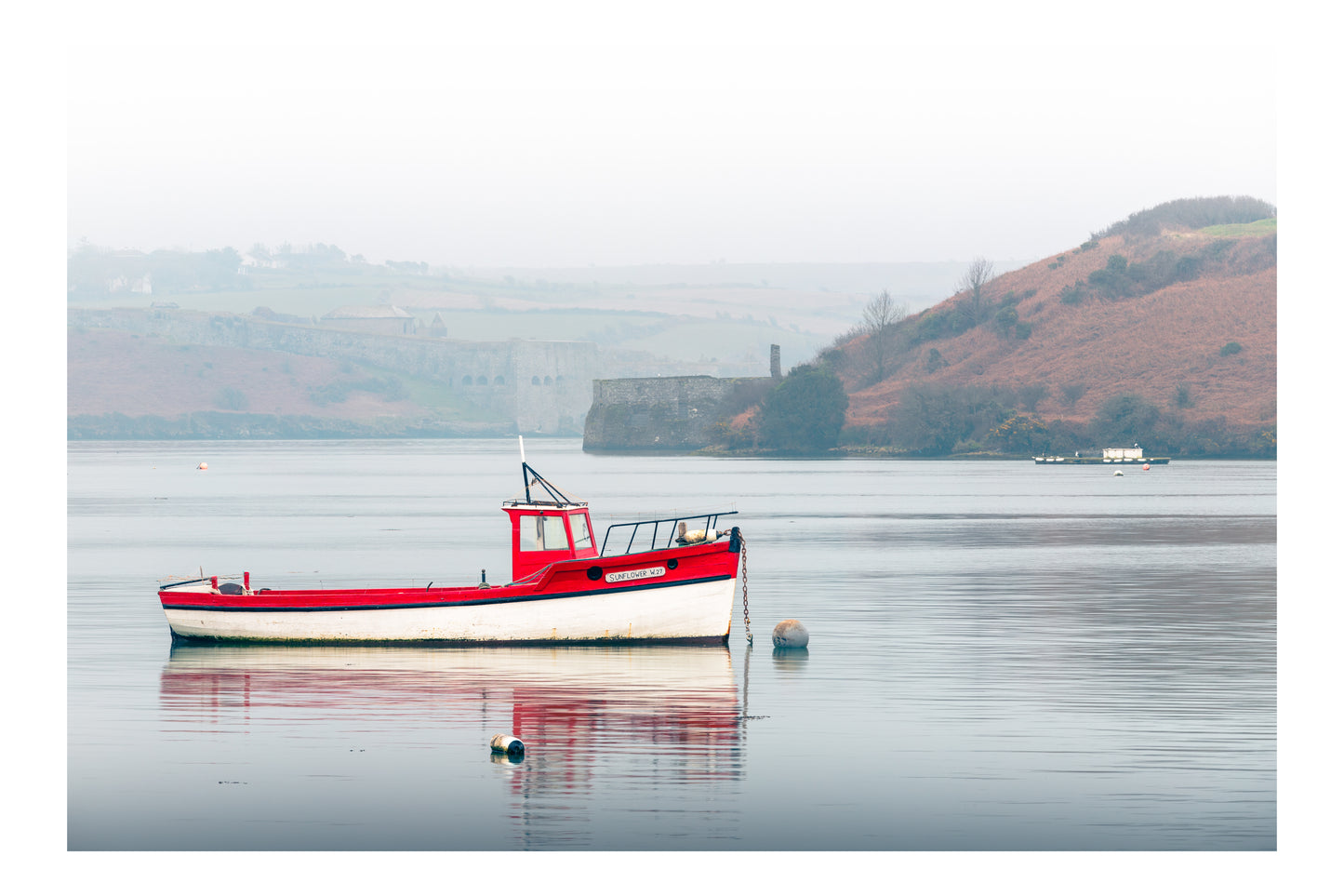 'SUNFLOWER IN THE MIST' - KINSALE